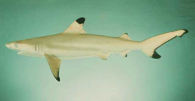 Carcharhinus melanopterus