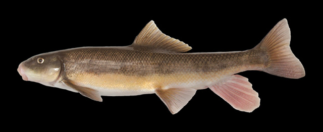 Catostomus occidentalis