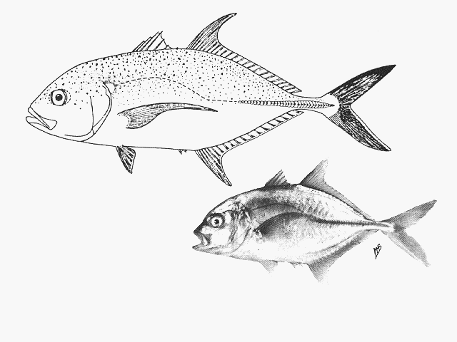 Caranx papuensis