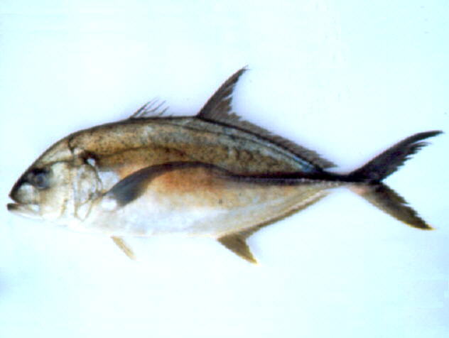 Caranx papuensis