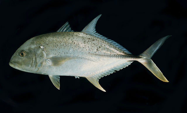 Caranx papuensis