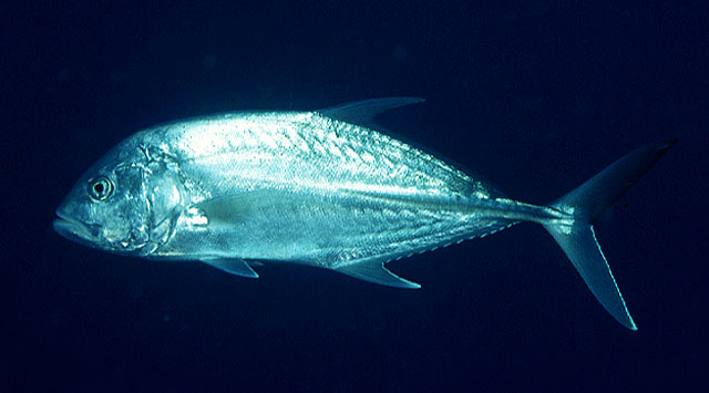 Caranx papuensis