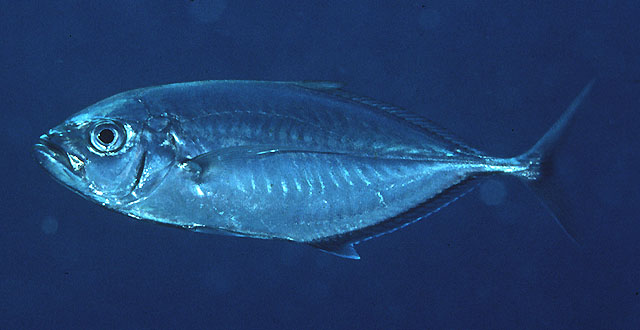 Carangoides plagiotaenia