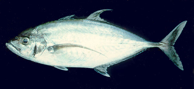 Carangoides plagiotaenia