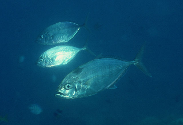 Carangoides plagiotaenia