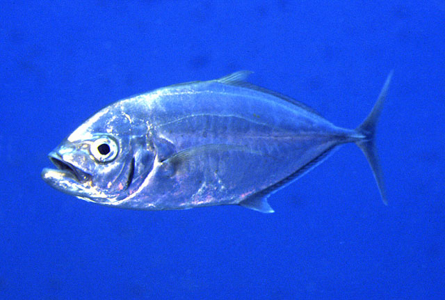 Carangoides plagiotaenia