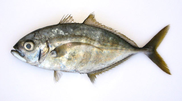 Carangoides plagiotaenia