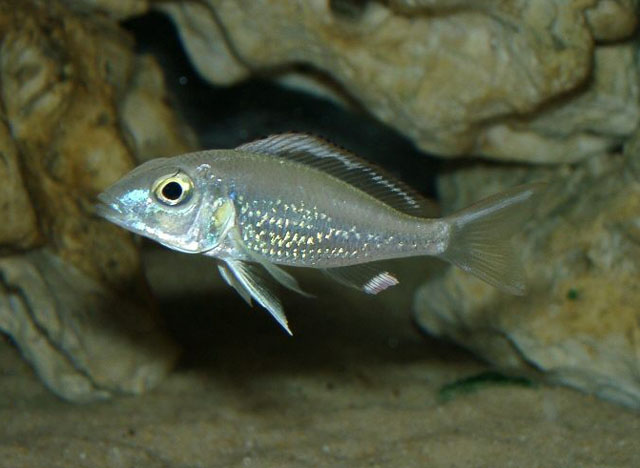 Callochromis pleurospilus