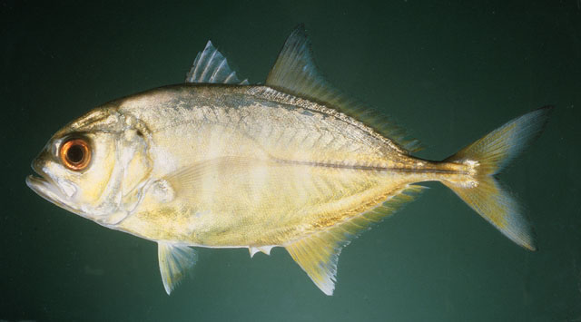 Caranx sexfasciatus