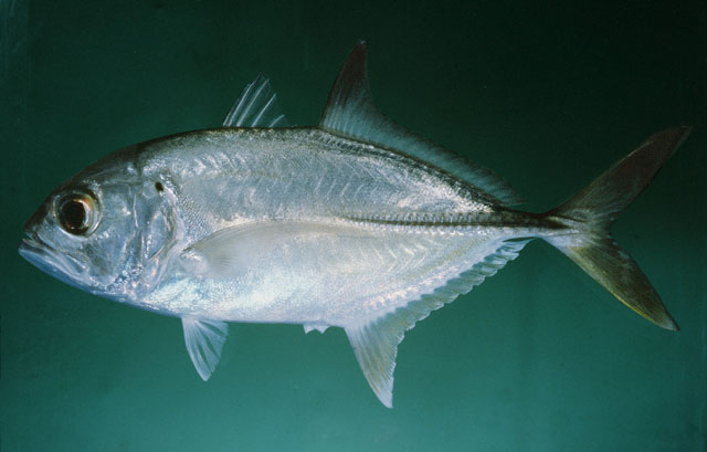 Caranx sexfasciatus