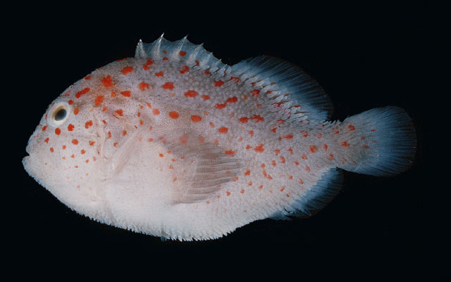 Caracanthus typicus