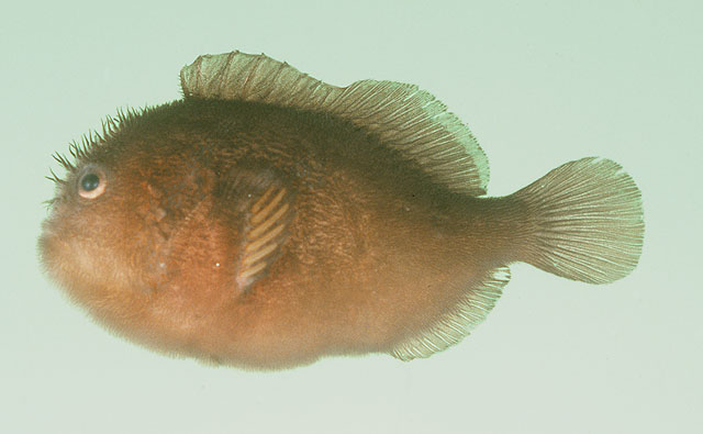 Caracanthus unipinna