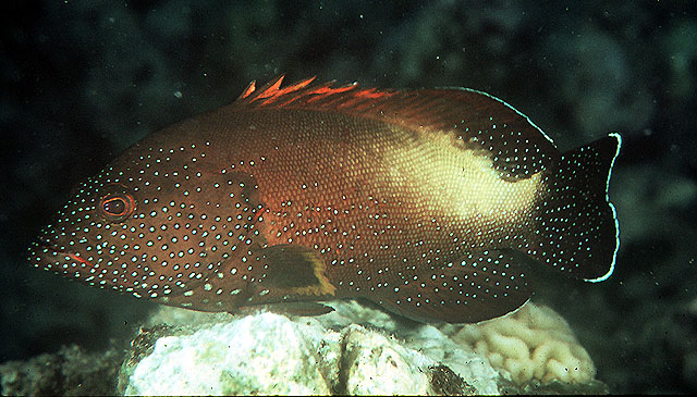 Cephalopholis hemistiktos