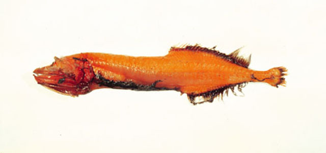 Cetostoma regani