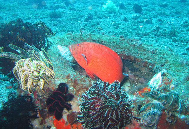 Cephalopholis sonnerati