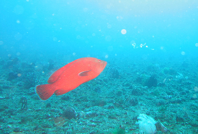 Cephalopholis sonnerati
