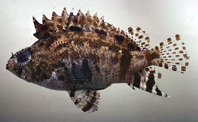 Centrogenys vaigiensis