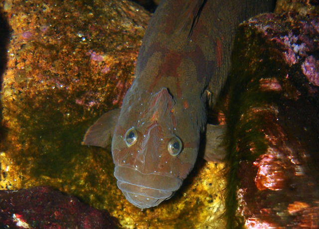 Cebidichthys violaceus