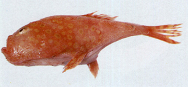Chaunax abei