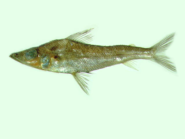 Chlorophthalmus acutifrons