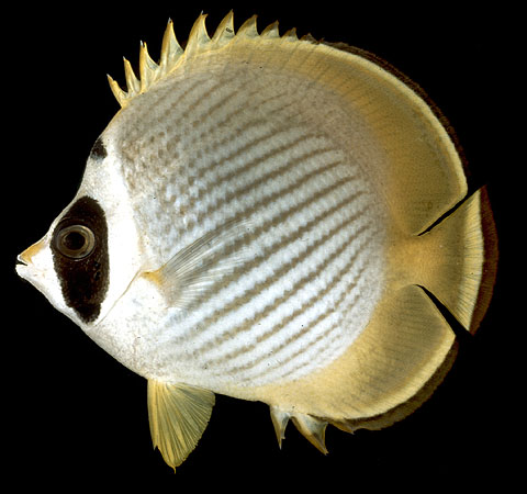 Chaetodon adiergastos