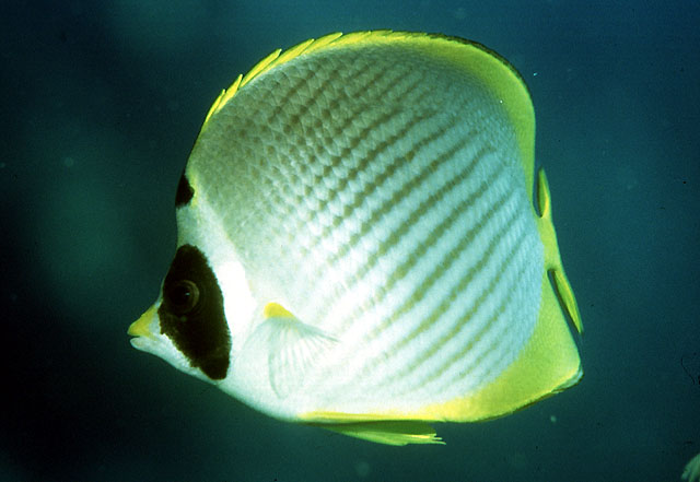 Chaetodon adiergastos