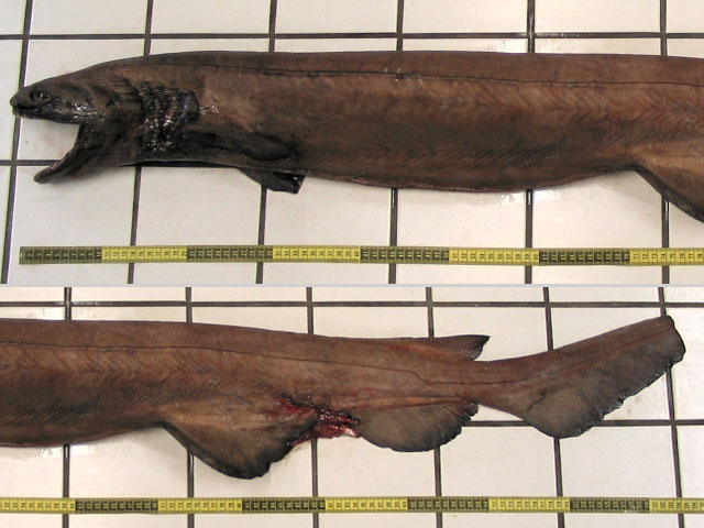 Chlamydoselachus anguineus
