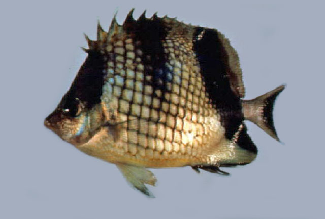 Chaetodon argentatus