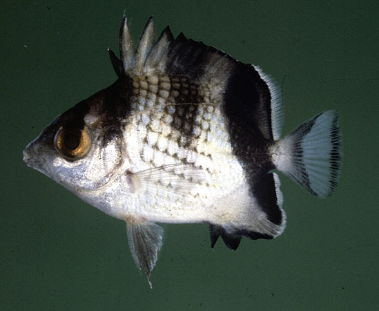 Chaetodon argentatus