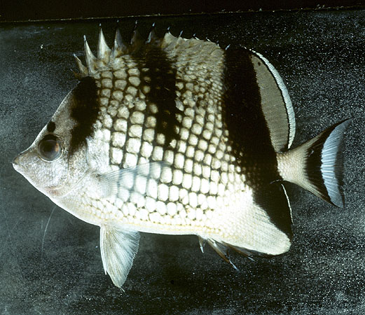 Chaetodon argentatus