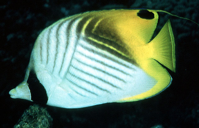 Chaetodon auriga