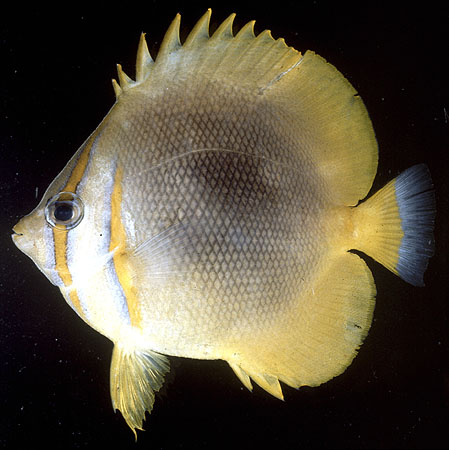 Chaetodon aureofasciatus