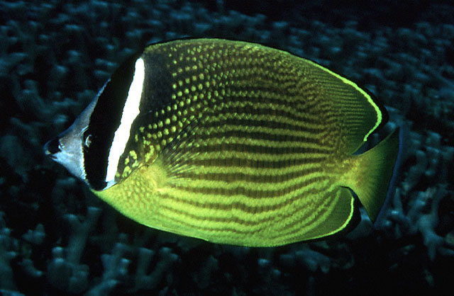 Chaetodon auripes