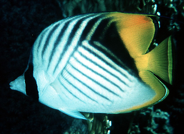 Chaetodon auriga