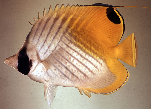 Chaetodon auriga