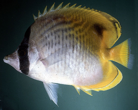 Chaetodon auriga