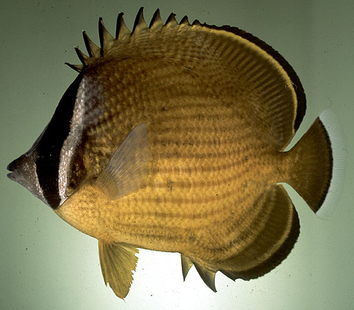 Chaetodon auripes