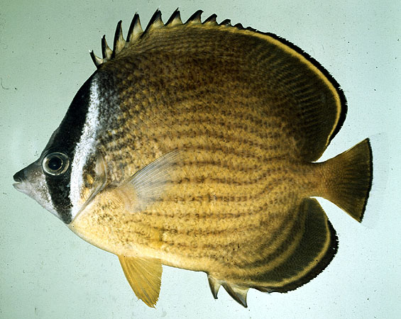 Chaetodon auripes