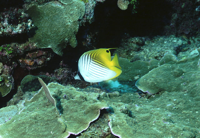 Chaetodon auriga