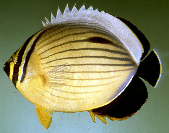 Chaetodon austriacus