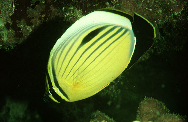 Chaetodon austriacus