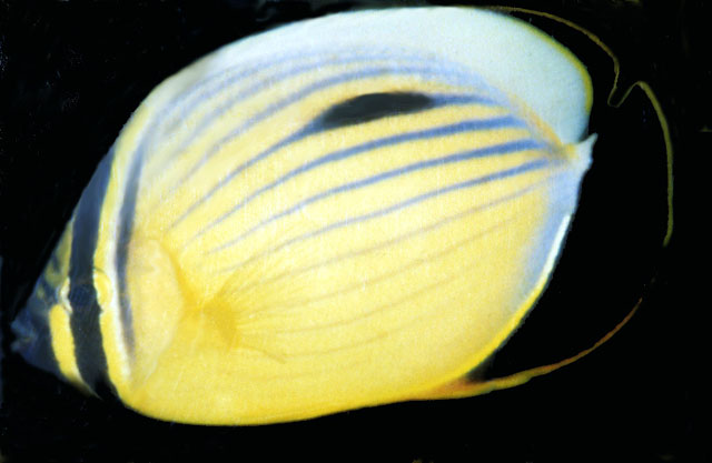 Chaetodon austriacus