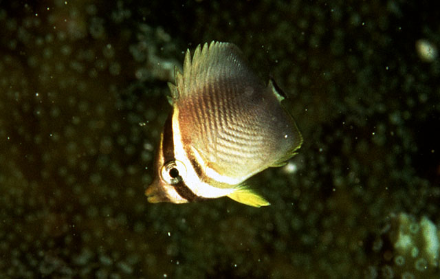 Chaetodon baronessa