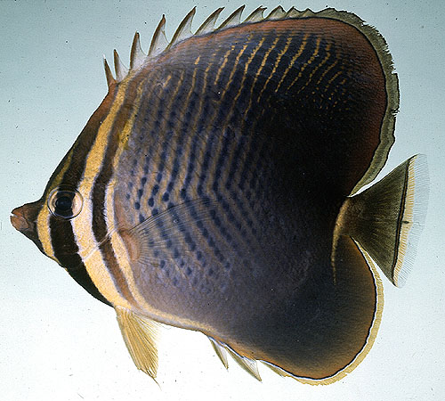 Chaetodon baronessa