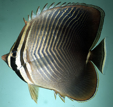 Chaetodon baronessa