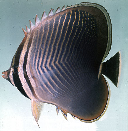 Chaetodon baronessa