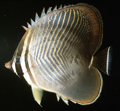 Chaetodon baronessa