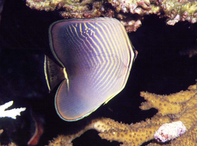 Chaetodon baronessa