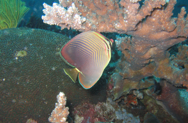 Chaetodon baronessa