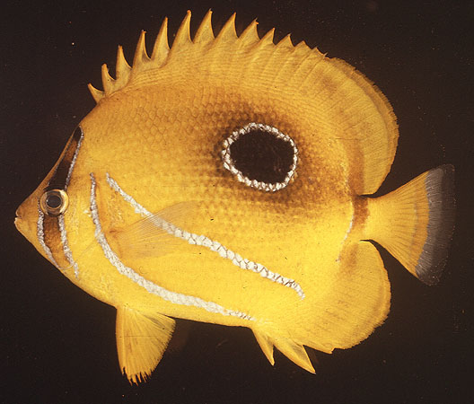 Chaetodon bennetti